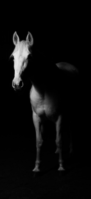 White Horse Wallpaper