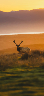 Red Deer